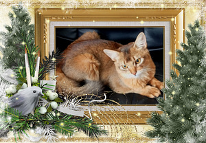 Somali kitten (1 foto no 10)