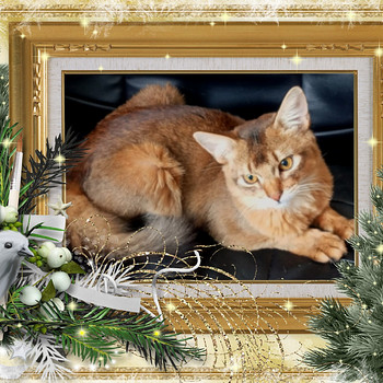 Somali kitten