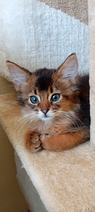 Somali kitten (3 foto no 10)