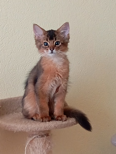 Somali kitten (5 foto no 10)