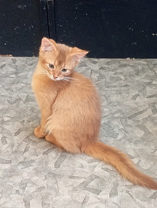 Somali kitten (2 foto no 10)