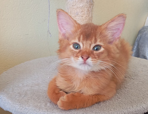 Somali kitten (7 foto no 10)