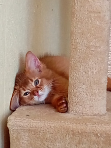 Somali kitten (6 foto no 10)