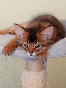 Somali kitten (8 foto no 10)