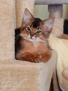 Somali kitten (9 foto no 10)