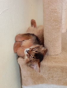 Somali kitten (10 foto no 10)