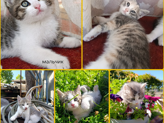 Müün kassipoegi, hind kokkuleppel, Narva