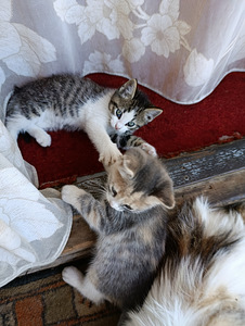 Продам котят, цена договорная, нарва (2 фото из 8)