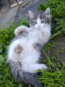 Продам котят, цена договорная, нарва (5 фото из 8)