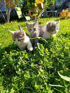 Продам котят, цена договорная, нарва (6 фото из 8)
