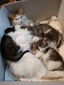 Продам котят, цена договорная, нарва (8 фото из 8)