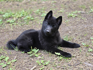 Мальчик Schipperke (1 фото из 3)