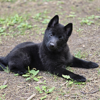 Schipperke poiss