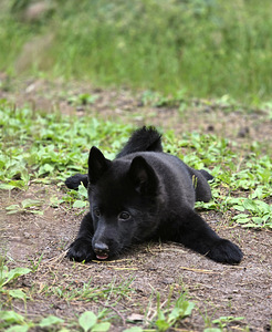 Мальчик Schipperke (2 фото из 3)