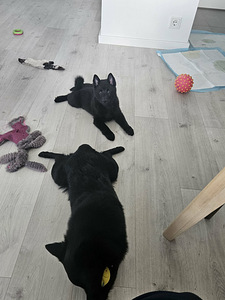 Мальчик Schipperke (3 фото из 3)