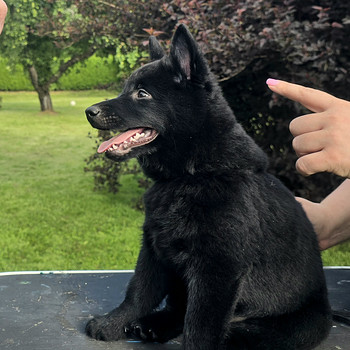 Schipperke poiss