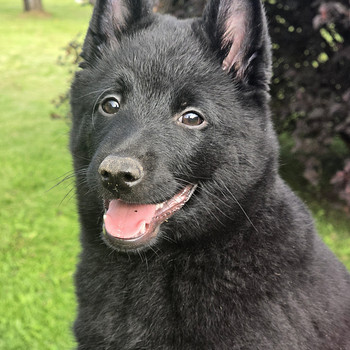 Мальчик Schipperke