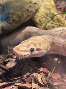 Продаётся самка королевского питона (Banana morph) с террариумом (4 фото из 6)