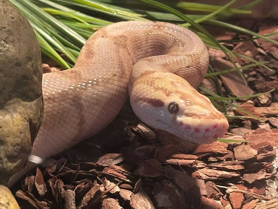 Müüa emane kuningpüüton (Banana morph) koos terraariumiga