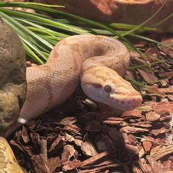 Продаётся самка королевского питона (Banana morph) с террариумом