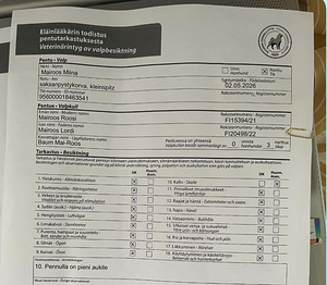 Kleinspitz tyttö etsi oman ihmista (5 valokuva sivusta 5)