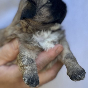 Shih Tzu kutsikad