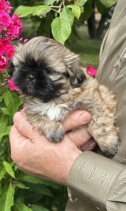 Shih Tzu kutsikad Broneerimine (1 foto / 6)