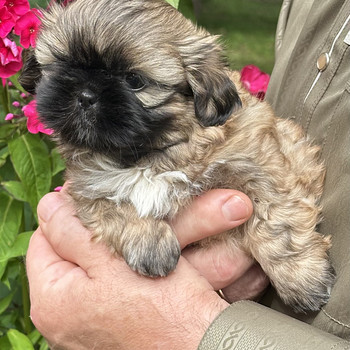Shih Tzu kutsikad