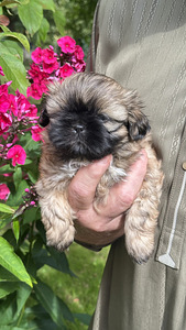 Shih Tzu kutsikad Broneerimine (2 foto / 6)