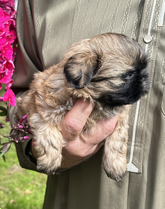 Shih Tzu kutsikad Broneerimine (3 foto / 6)