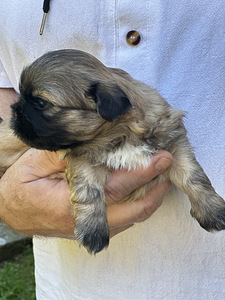 Shih Tzu kutsikad Broneerimine (4 foto / 6)