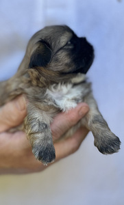Shih Tzu kutsikad Broneerimine (5 foto / 6)