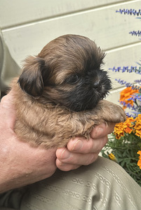 Shih Tzu kutsikad Broneerimine (6 foto / 6)