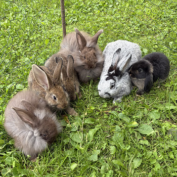 Küülik
