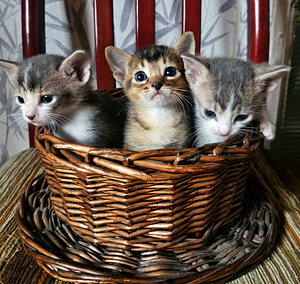Абиссинские котята (1 фото из 5)