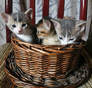 Абиссинские котята (2 фото из 5)