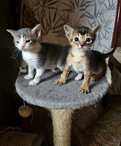 Абиссинские котята (4 фото из 5)