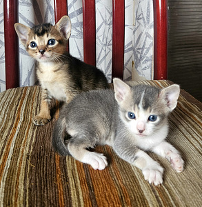 Абиссинские котята (5 фото из 5)