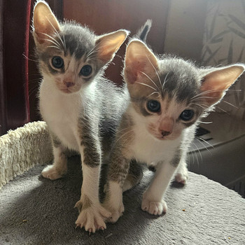 Абиссинские котята