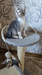 Абиссинские котята (4 фото из 5)