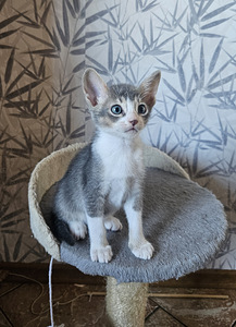 Абиссинские котята (2 фото из 5)