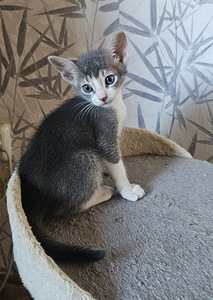 Абиссинские котята (3 фото из 5)