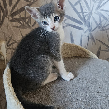 Abesiinia Kassipojad