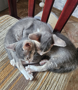 Абиссинские котята (5 фото из 5)