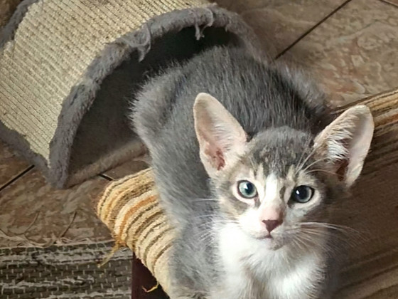 Абиссинские котята