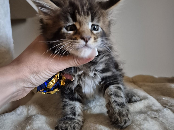 Mainecoon male N22