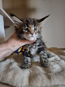 Mainecoon male N22 (1 фото из 3)