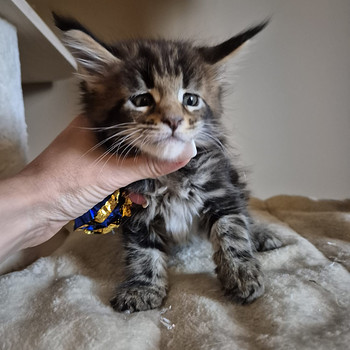 Mainecoon male N22