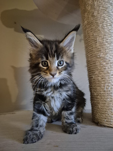 Mainecoon male N22 (2 фото из 3)