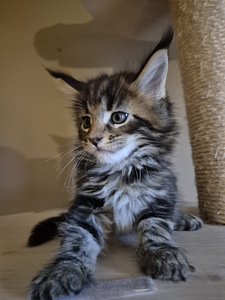 Mainecoon male N22 (3 фото из 3)